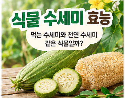 식물 수세미 효능, 먹는 수세미와 천연 수세미는 같은 식물일까?