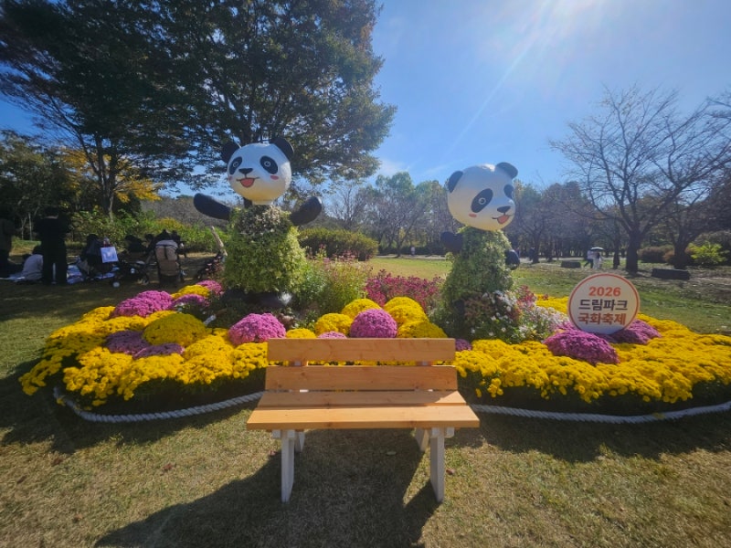 인천 드림파크 국화축제 핑크 뮬리가 이쁘네요