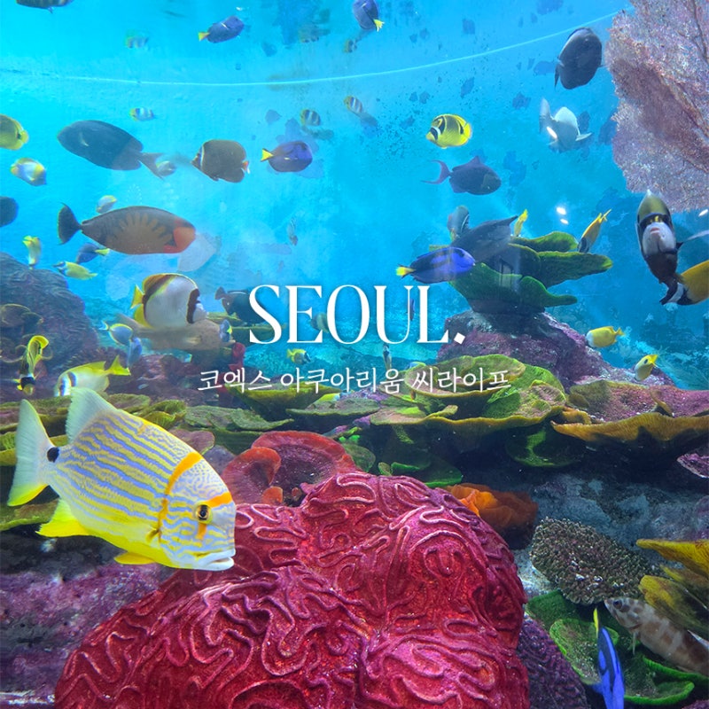 서울 코엑스 아쿠아리움 씨라이프 도라에몽 콜라보 가볼만한 곳 추천