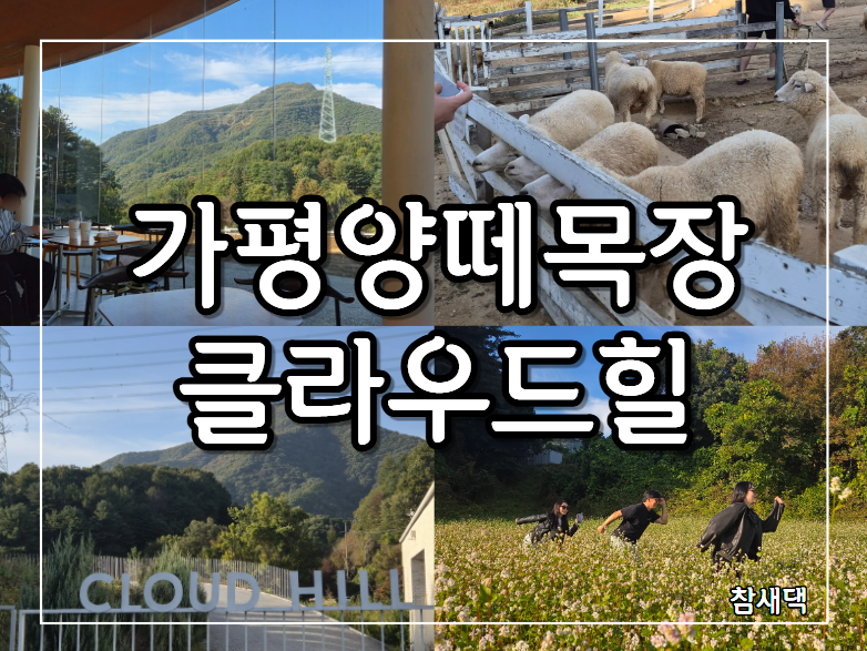 가평 가볼만한곳 추천! 동물 먹이주기 체험이 가능한 인생샷 명소 가평양떼목장 클라우드힐 ....
