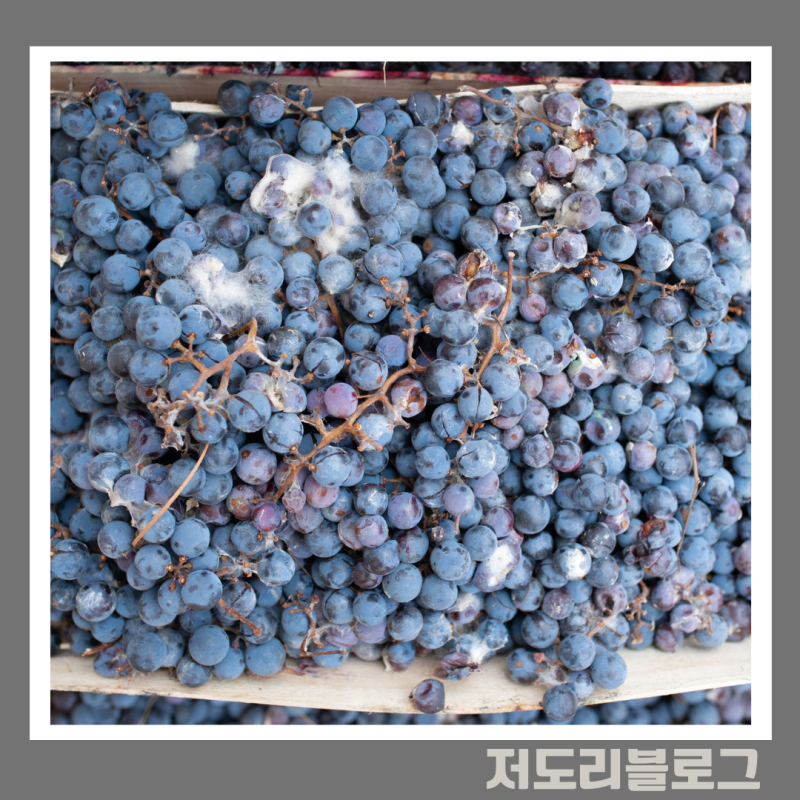 포도 송이 한 알에 곰팡이가 폈어요. 떼고 먹으면 될까요?