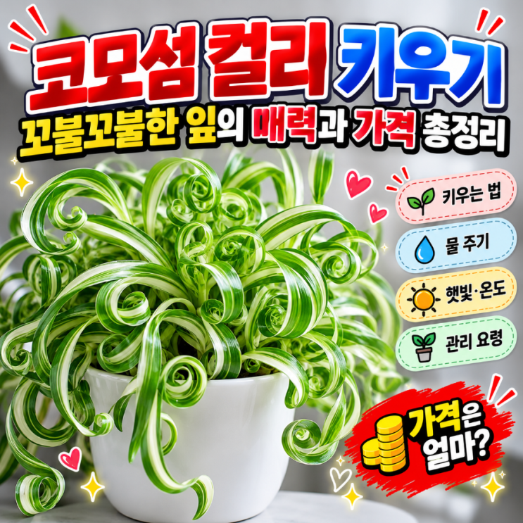 <b>코모</b>섬 컬리 키우기｜꼬불꼬불한 잎의 매력과 가격 총정리