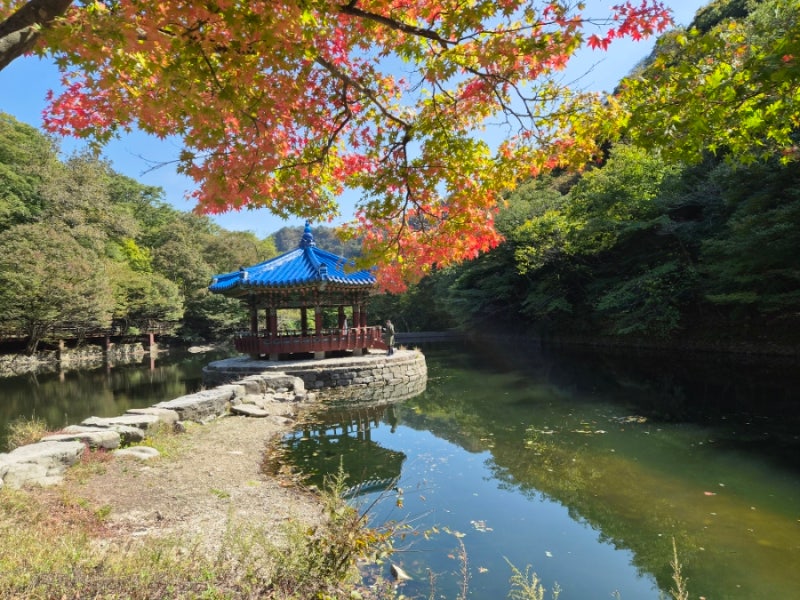 [내장산 단풍] 2026 절정 시기! 우화정·단풍터널·내장사｜주차·셔틀버스·케이블카