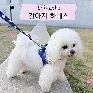 강아지 하네스 리카리카 | 소형견이 직접 사용해 본 신상 목줄 추천 후기