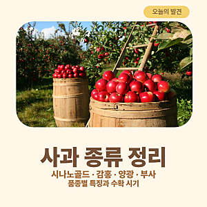 사과 종류 알아보기 홍로 감홍 양광 부사 시나노골드 부사 특징 비교