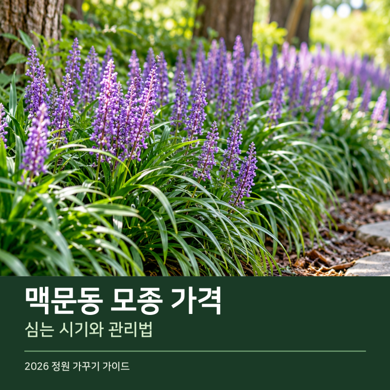 맥문동 모종 가격 구매 전 꼭 확인하세요