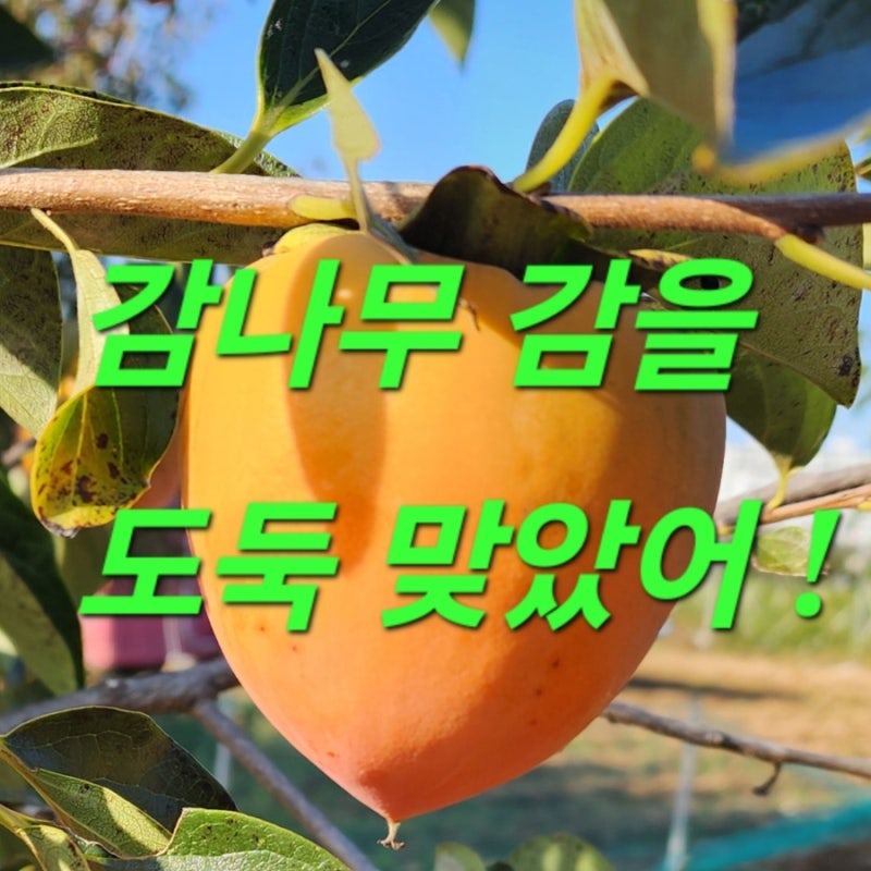 감 따가는 꿈 해몽, 엄마가 꿈에서 감을 몽땅 도둑맞았대요