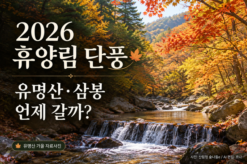 2026 휴양림 단풍 절정 시기, 유명산·삼봉 언제 가면 좋을까?
