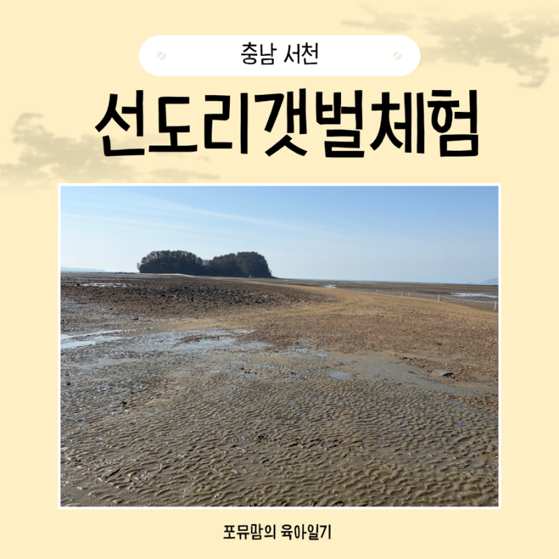 가족 나들이 서천 선도리갯벌체험장 맛조개 동죽 대풍년 준비물 캐는 꿀팁 해감방법까지
