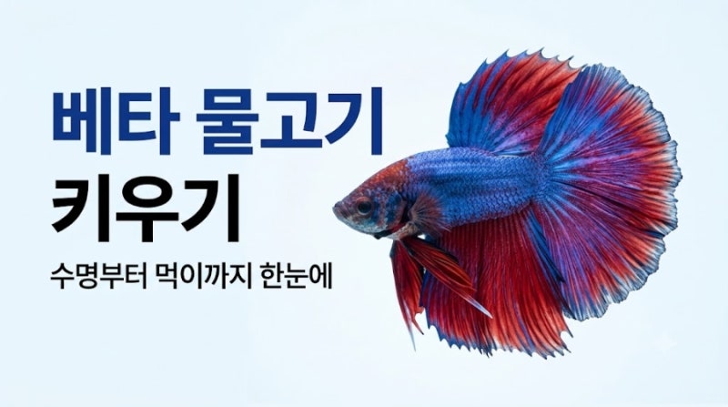 베타 물고기 키우기, 수명부터 어항 크기와 먹이까지
