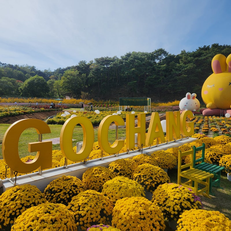 전북 고창 10월 가볼만한 곳 고창꽃정원(핑크뮬리,팜파스,백일홍) +입장료무료