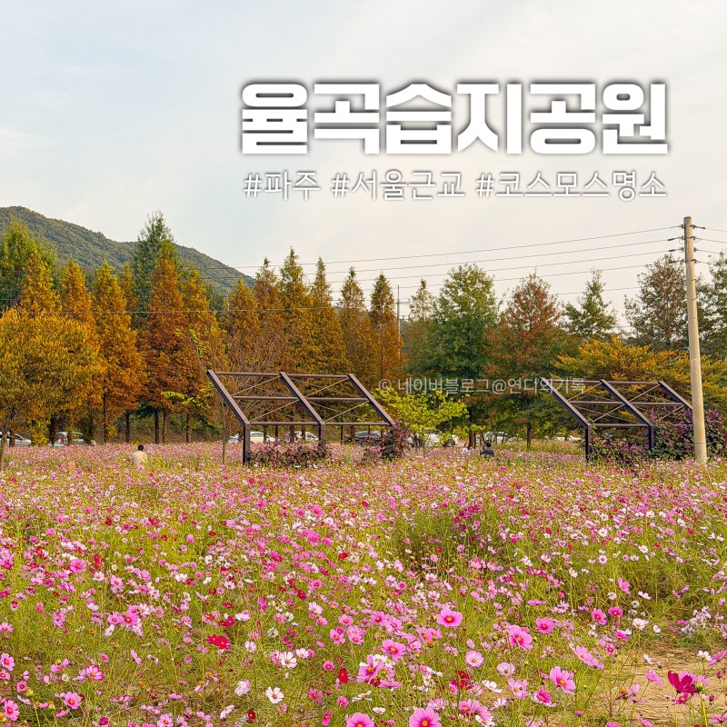 파주 코스모스 명소 율곡습지공원 서울근교 가을 나들이 장소 추천 실시간 개화 상황 모습