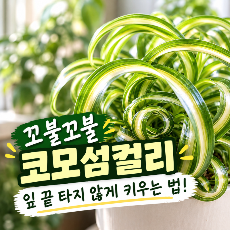 코모섬컬리 꼬불이 접란 키우기, 잎 말림 없이 풍성하게 실패 없는 물주기와 분갈이 흙 배합 ....