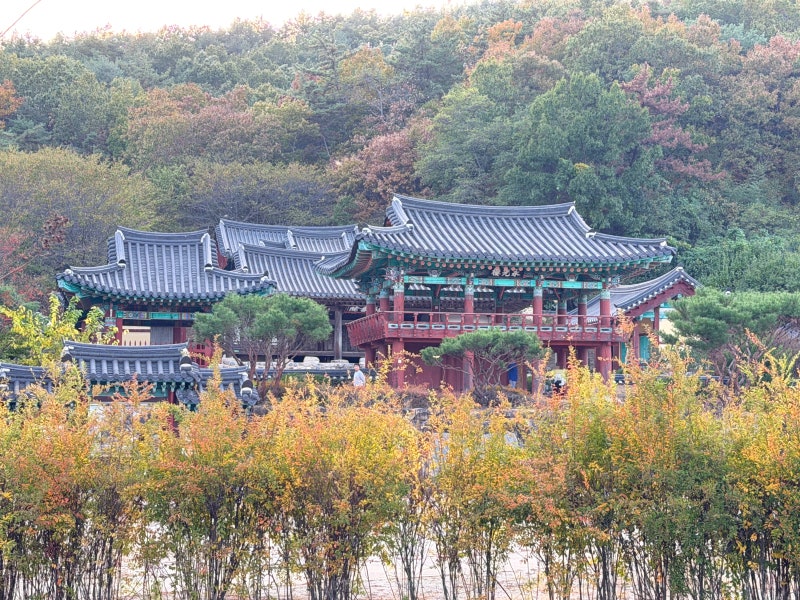 영천 가볼만한곳 임고서원 가을 여행 대구 근교 은행나무 명소