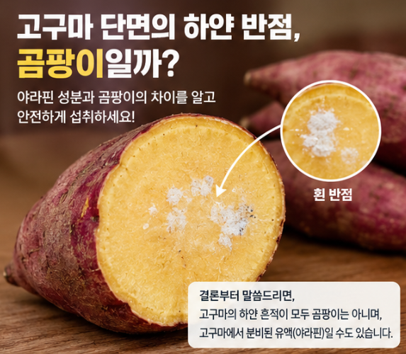 고구마 단면 하얀 반점, 곰팡이일까? 야라핀 성분 구분법과 안전하게 먹는 기준