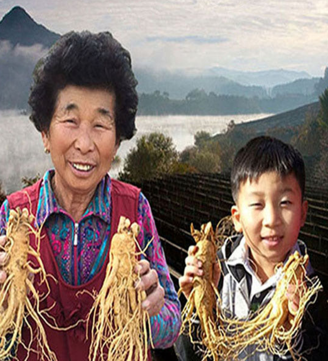 금산 참 인삼 수삼 난발삼 500g 세척 진공포장 솔직 후기 및 활용법 총정리