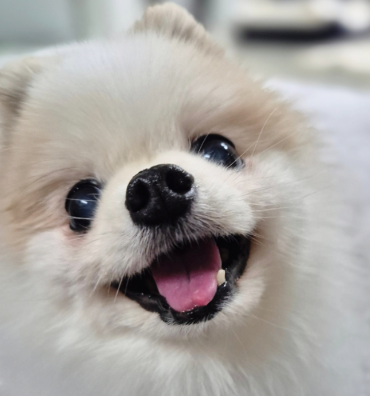 강아지 진드기 물림 대처법, 집에서 제거해도 되는 경우