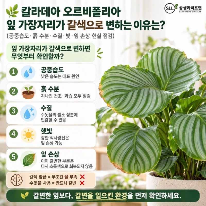 칼라데아 오르비폴리아 잎 가장자리가 갈색으로 변하는 이유는?(공중습도·흙 수분·수질·빛....