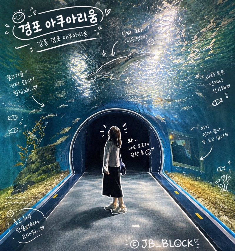 강릉 실내 가볼만한 곳 추천 경포 아쿠아리움 후기