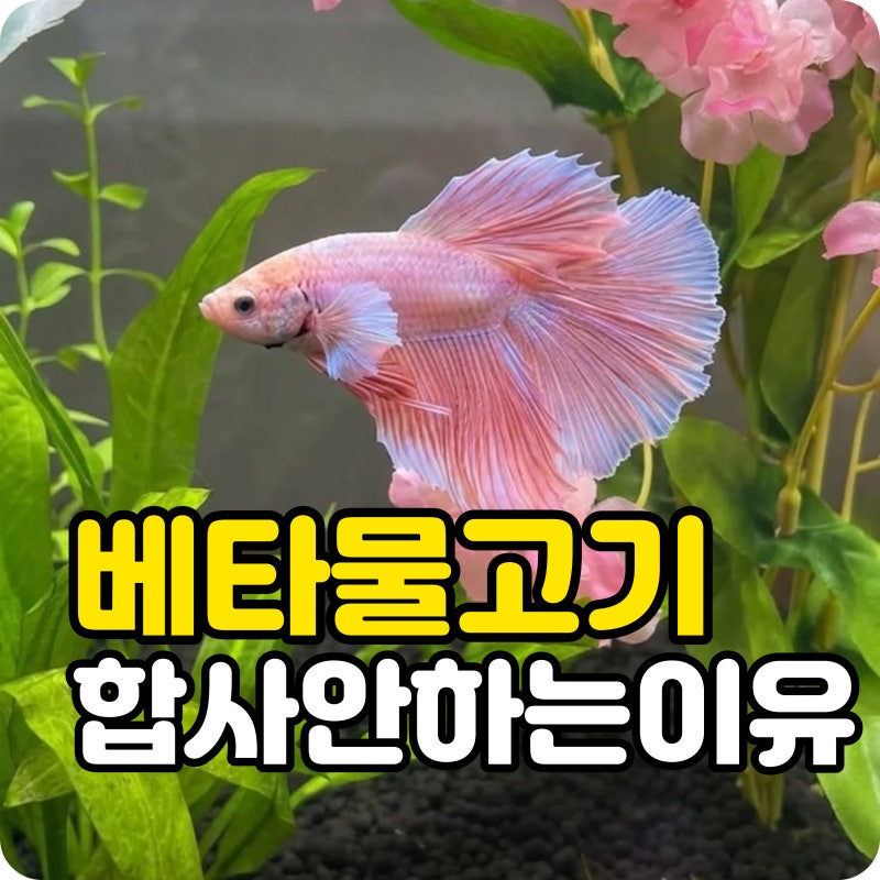 베타물고기 왜 혼자 키울까? 예쁜 모습과 달리 합사가 어려운 이유