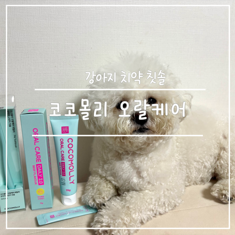 강아지 칫솔 치약 코코몰리 입냄새제거와 치석제거에 좋은 구강관리 꿀템