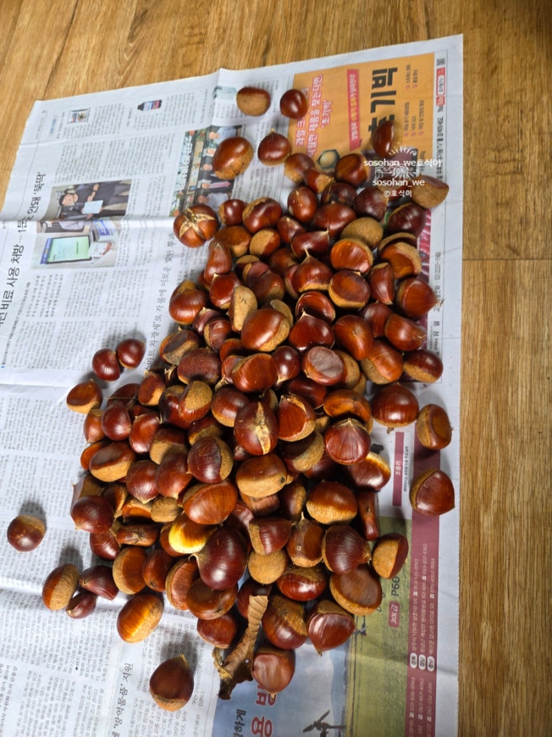 가을 햇밤 삶아 먹기(일반밤vs옥광밤차이, 밤 보관방법)