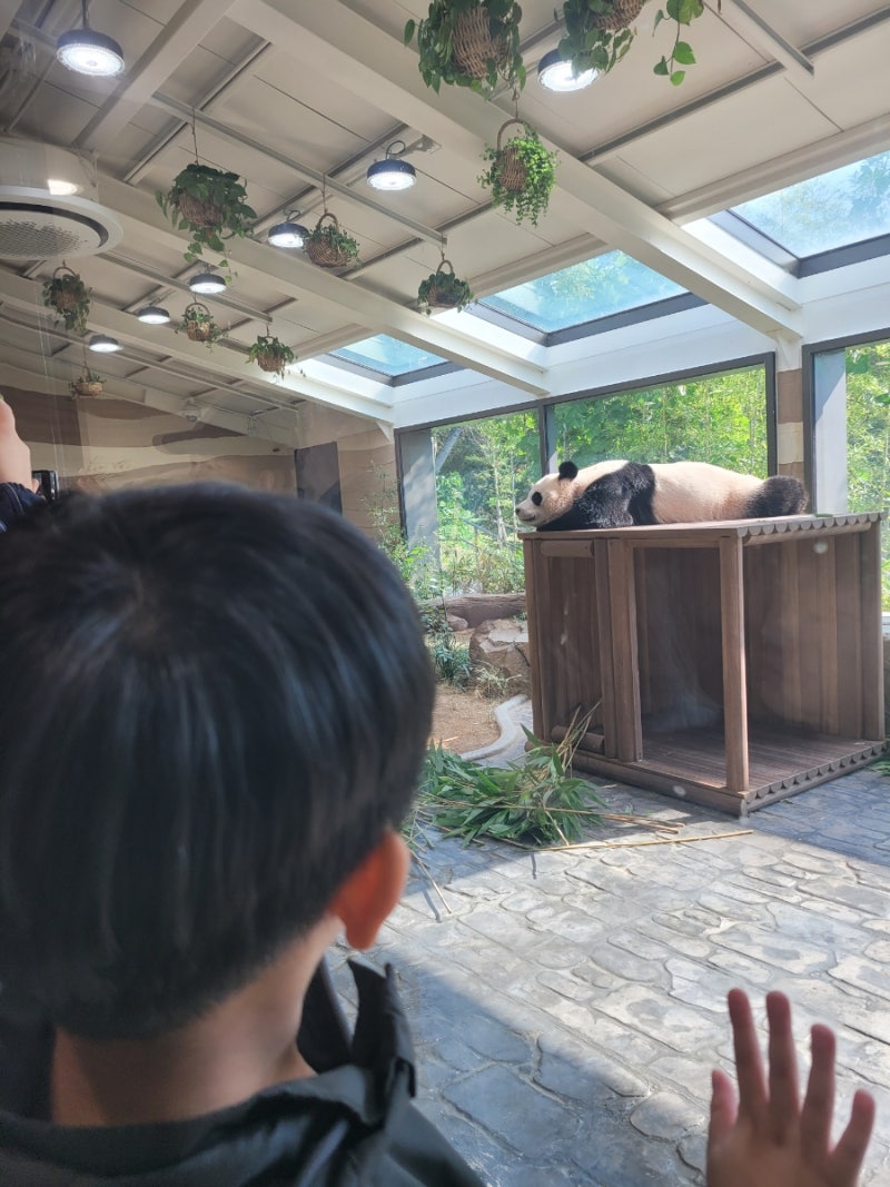 [에버랜드 오픈런] 몇 시까지 가야 할까? 최신 현황과 주차 현황 확인 팁