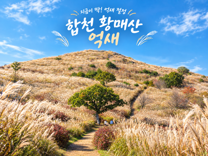 합천 황매산 억새 축제 군립공원 실시간 10월 가볼만한곳 추천
