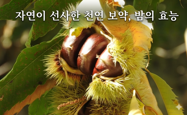 가을 보약 햇밤의 놀라운 효능: 생밤, 찐밤, 군밤의 결정적 영양 차이