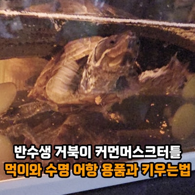 반수생 거북이 종류 커먼머스크터틀 사향거북이 키우기 방법, 먹이와 수명, 어항 용품과 키....