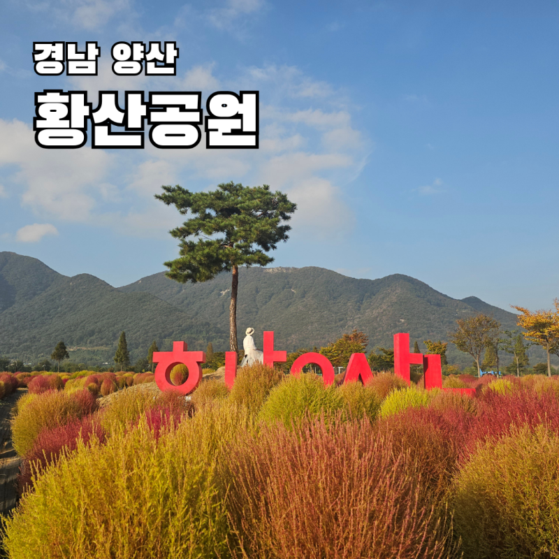 양산 가볼만한곳 황산공원 댑싸리 코스모스 백일홍 부산 근교 가을 나들이