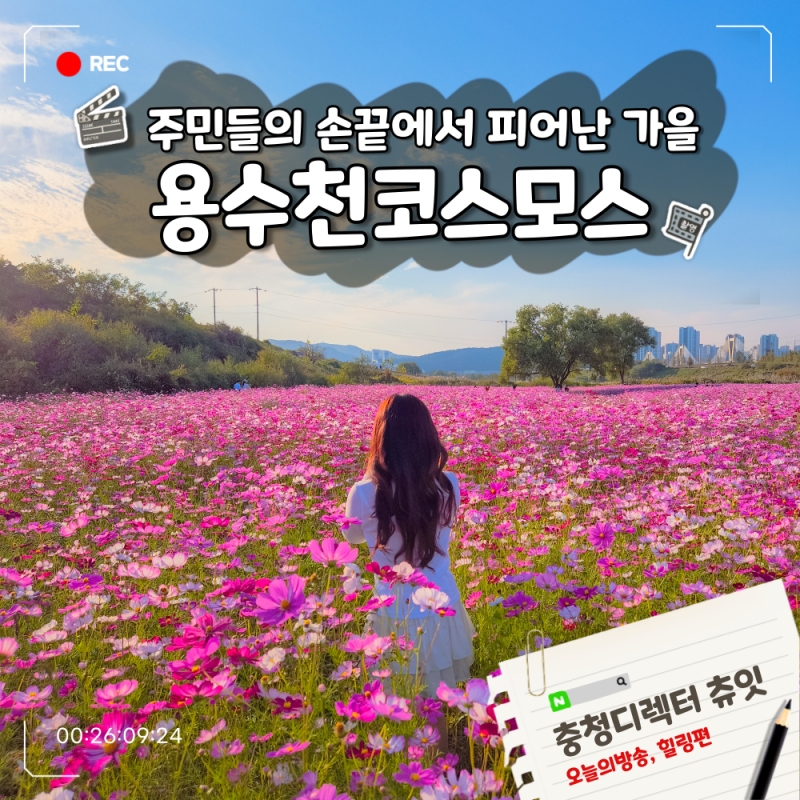 세종 가을꽃 구경 숲뜰근린공원 인근 용수천변 코스모스 주말 방문 주차 꿀팁