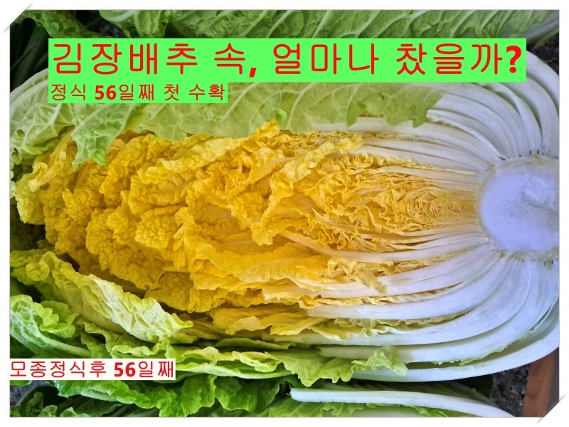 김장배추 수확시기, 겉잎 53cm면 속은 얼마나 찼을까? (feat. 결구 상태와 수확 전 20일 관리법)