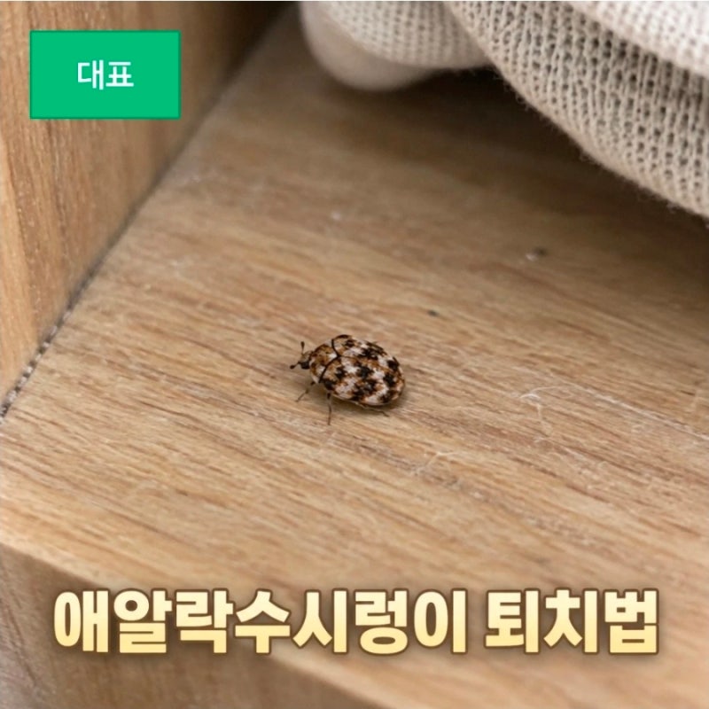 애알락수시렁이 퇴치방법과 옷장 대처법 총정리