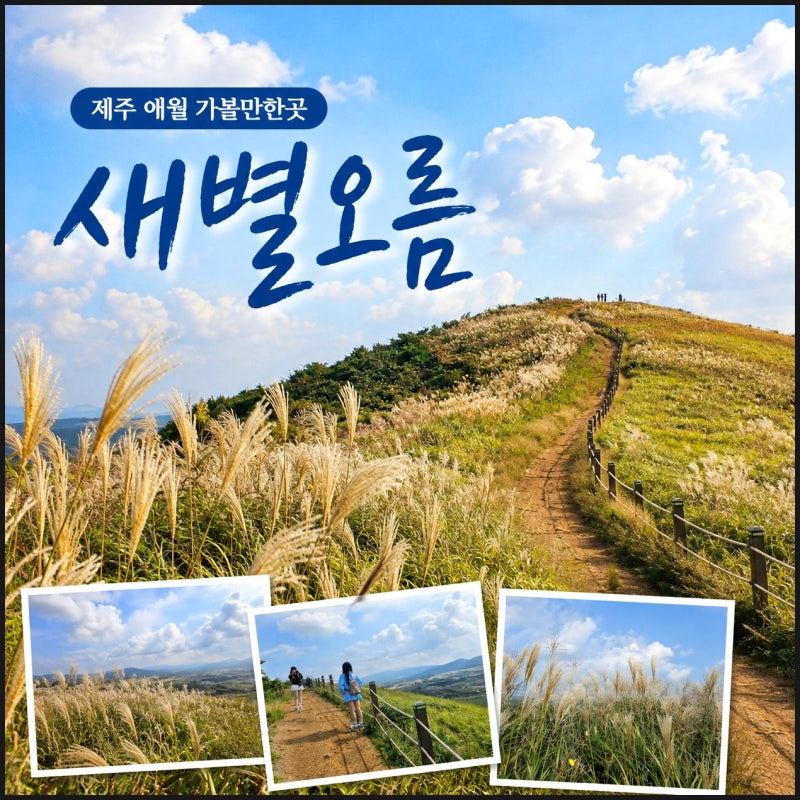 제주 애월 가볼만한곳 제주도 서쪽 코스 제주 새별오름 소요시간 억새