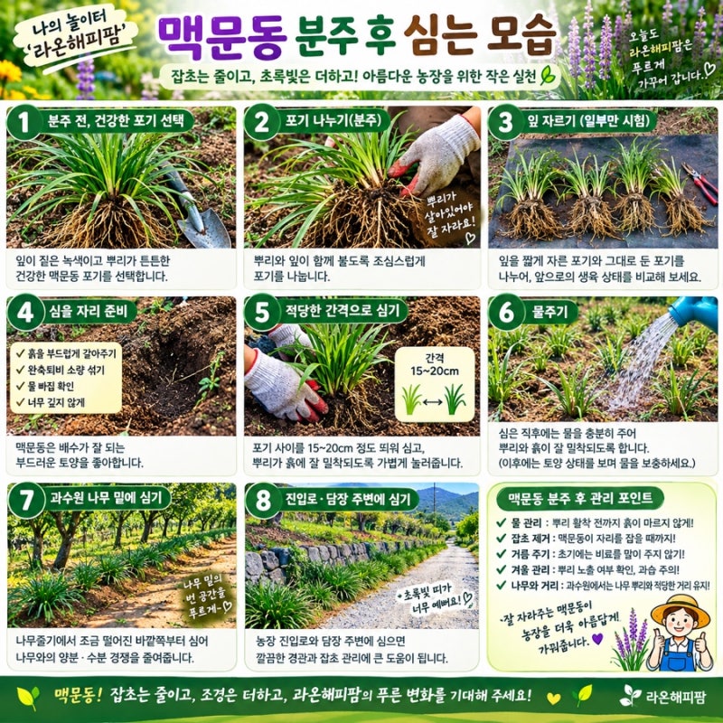 (농장놀이) 맥문동 분주하는 방법｜잡초 줄이고 과수원 나무 밑 예쁘게 가꾸기