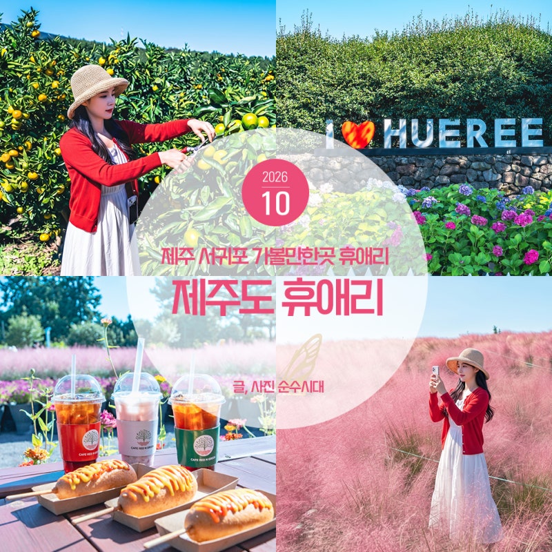 제주 서귀포 가볼만한곳 제주도 휴애리 자연생활공원 핑크뮬리 감귤체험