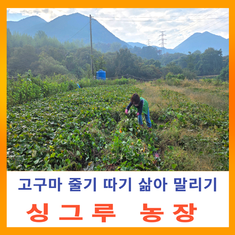 싱그루 농장 이야기 고구마 줄기 따서 삶아 말리기