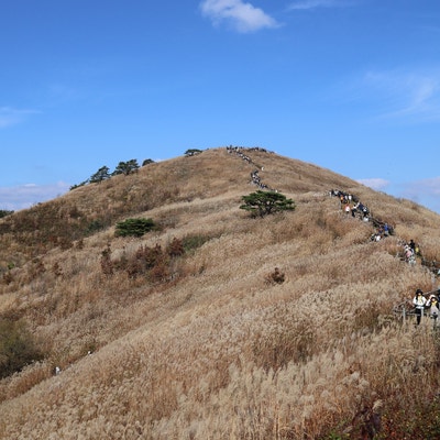 정선 민둥산 억새 절정 후기｜2026 억새축제 주차장, 등산코스, 소요시간 총정리