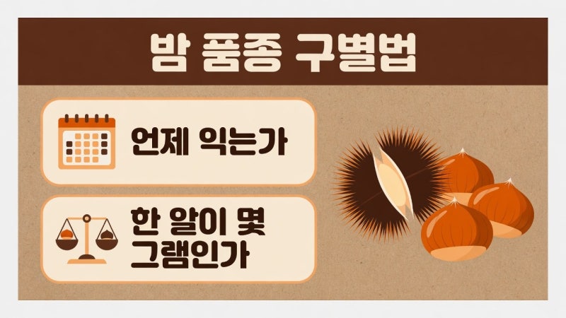 밤 품종 구별법 (익는 달 | 알 무게)