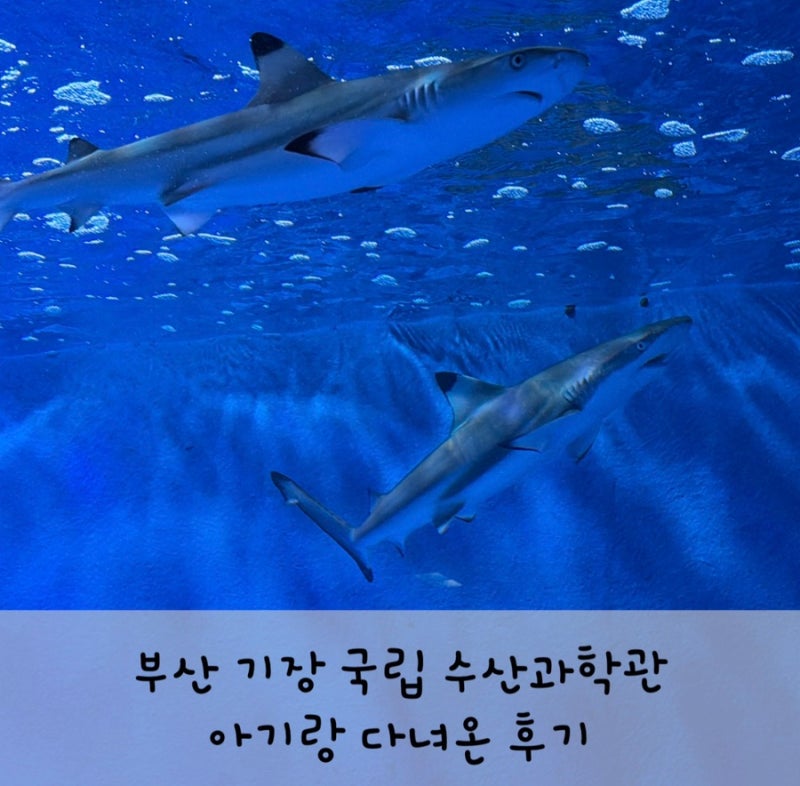 5개월 아기와 부산 국립수산과학관 다녀온 후기(수유실0, 유모차 대여가능)