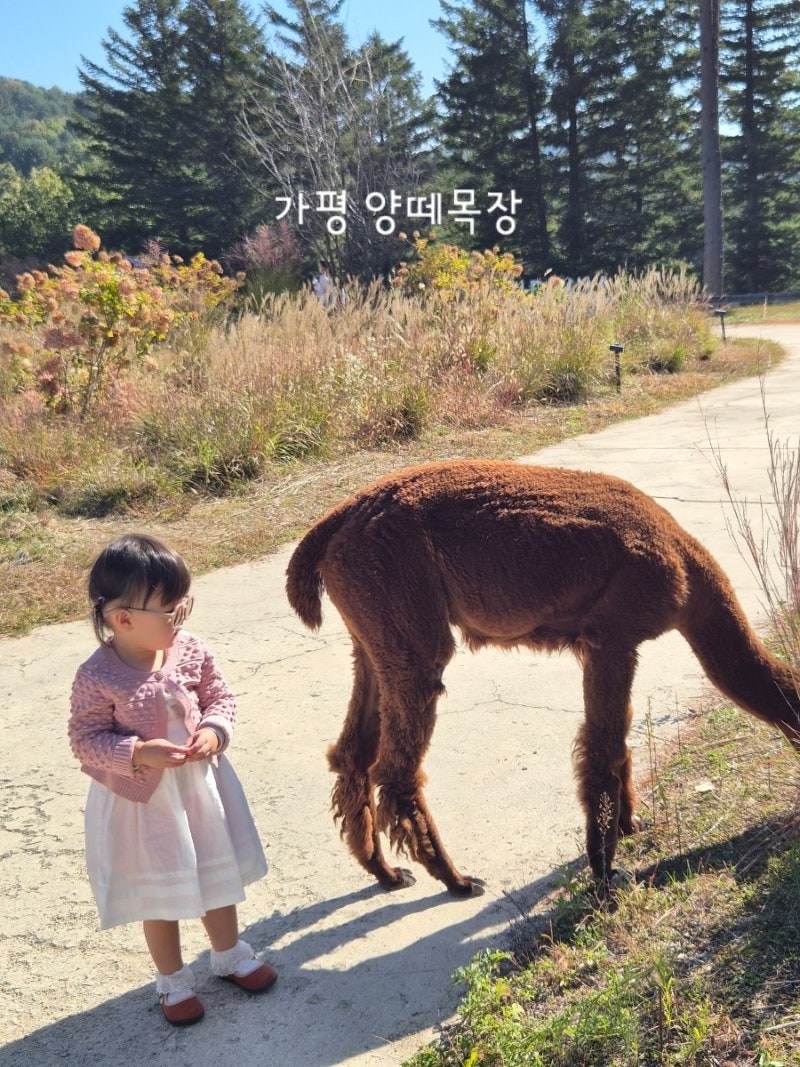 가평 양떼목장 36개월 미만 무료 아기랑 가볼만한곳