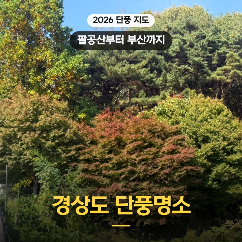 2026 경상도 단풍명소 대구 팔공산 경주 불국사 부산 단풍 시기 호텔 숙박 숙소까지 추천