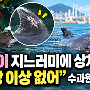 부캉이 지느러미에 상처 발견  정말 괜찮을까? 수과원 건강 상태 발표와 북항 근황