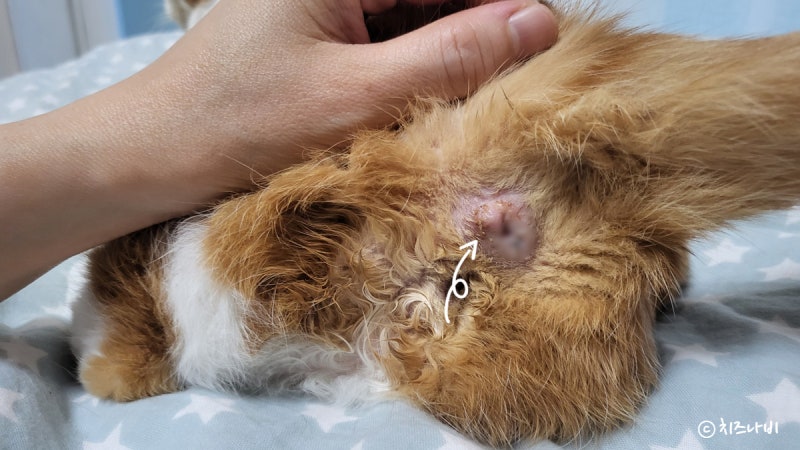 고양이 항문낭 한쪽이 붓고 잦은 핥기로 병원 다녀옴