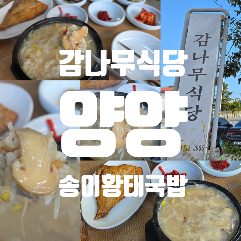 [양양맛집] 웨이팅 더 길어질까봐 안쓰고 싶었던 송이황태국밥 '감나무식당' 나 송이 좋아하....