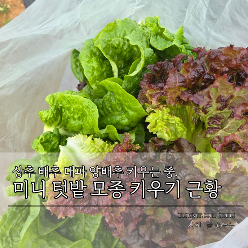 미니 텃밭 모종 키우기 근황 텃밭작물 배추키우기 상추수확
