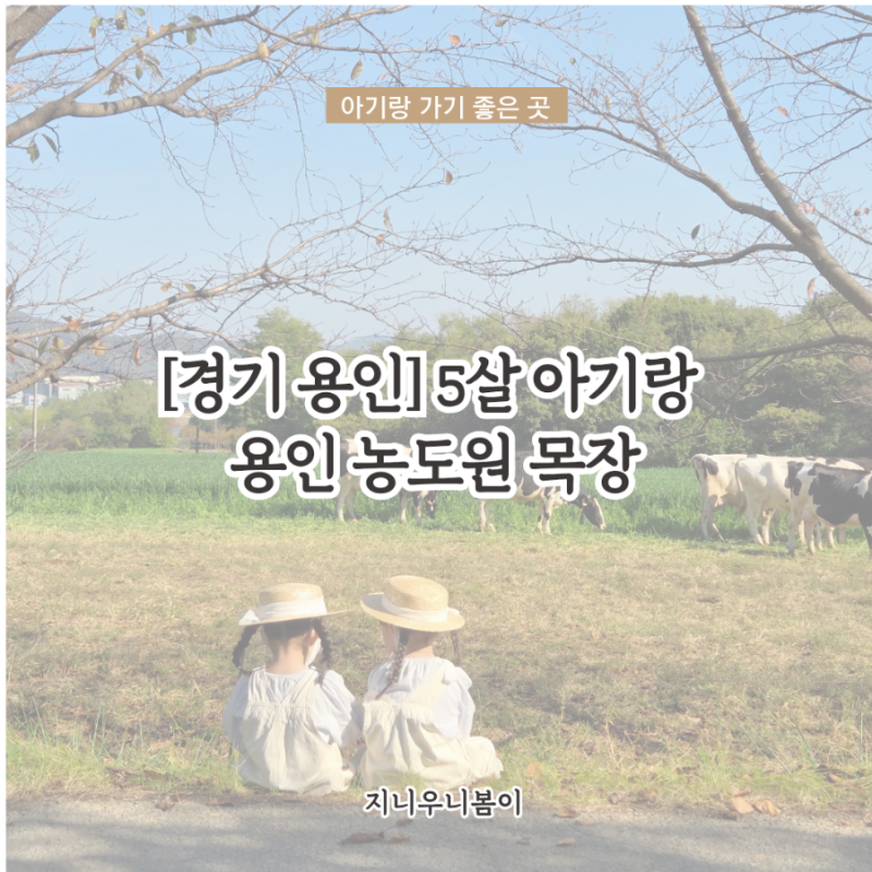 [경기 용인] 5살 아기랑 용인 농도원 목장/ 젖짜기체험, 아이스크림 만들기, 치즈 만들기 외