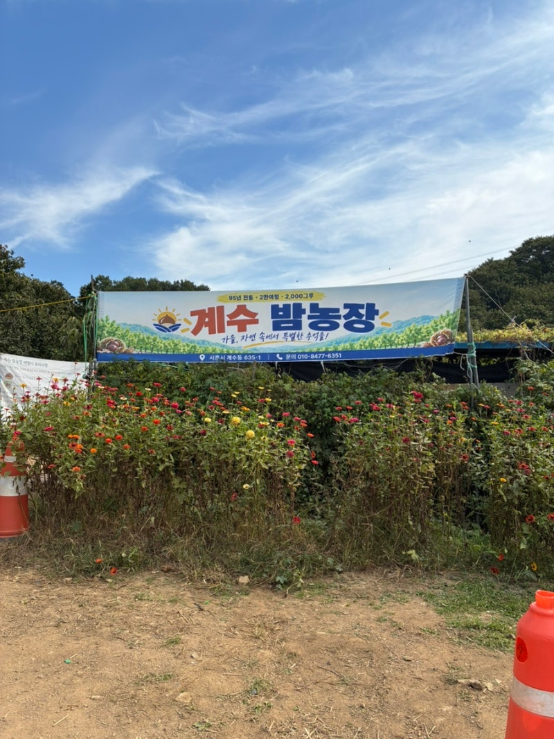 서울 근교 밤체험 계수밤농장 예약,준비물,4년 방문 찐후기 (+꿀팁포함)