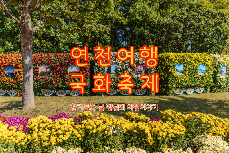 2026 연천 국화축제, 전곡리 유적에서 즐긴 가을 꽃구경